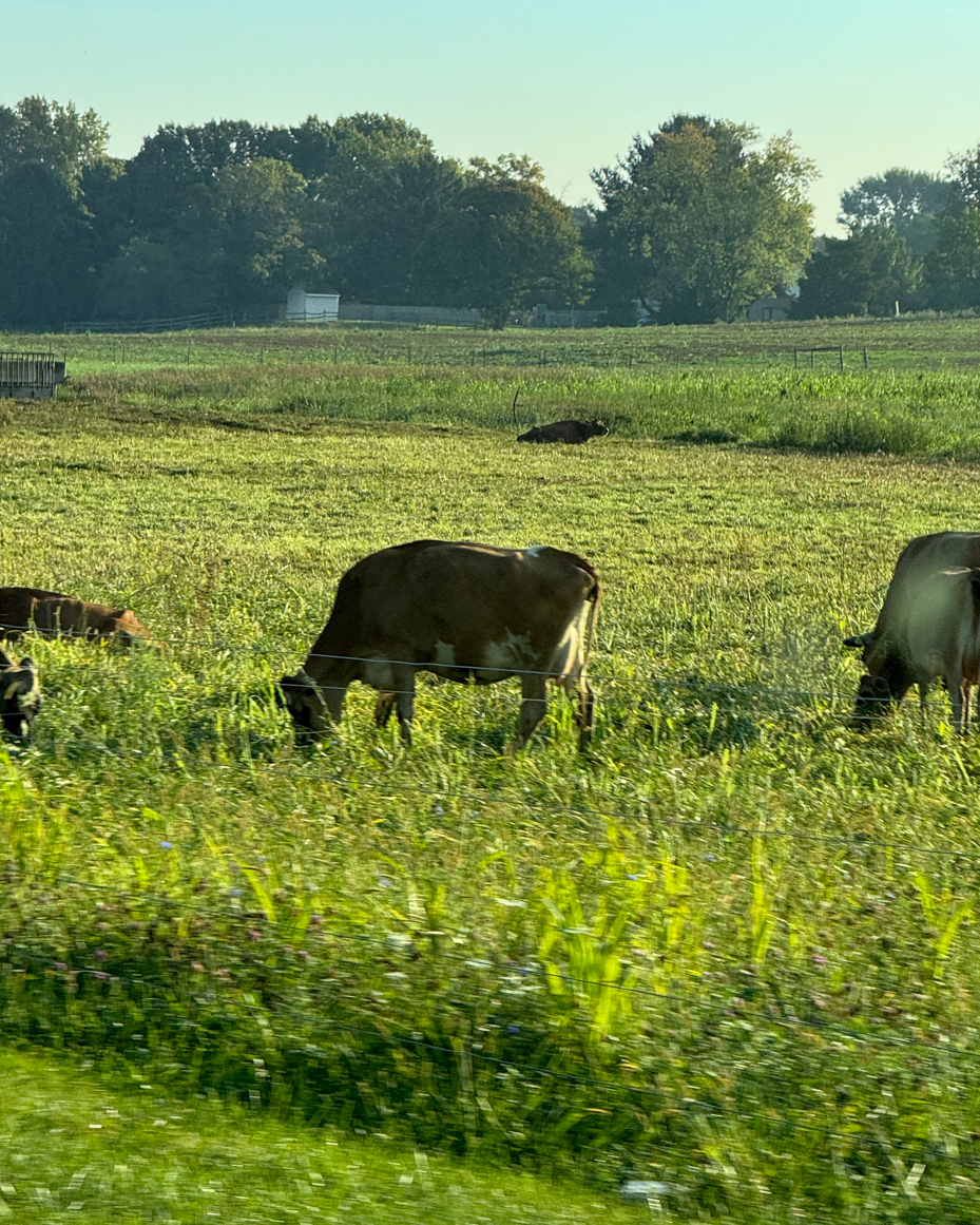 cattle-grazing-in-summer-field-golden-hour-pastoral-scene-farm-animals-in-meadow-reference-photo