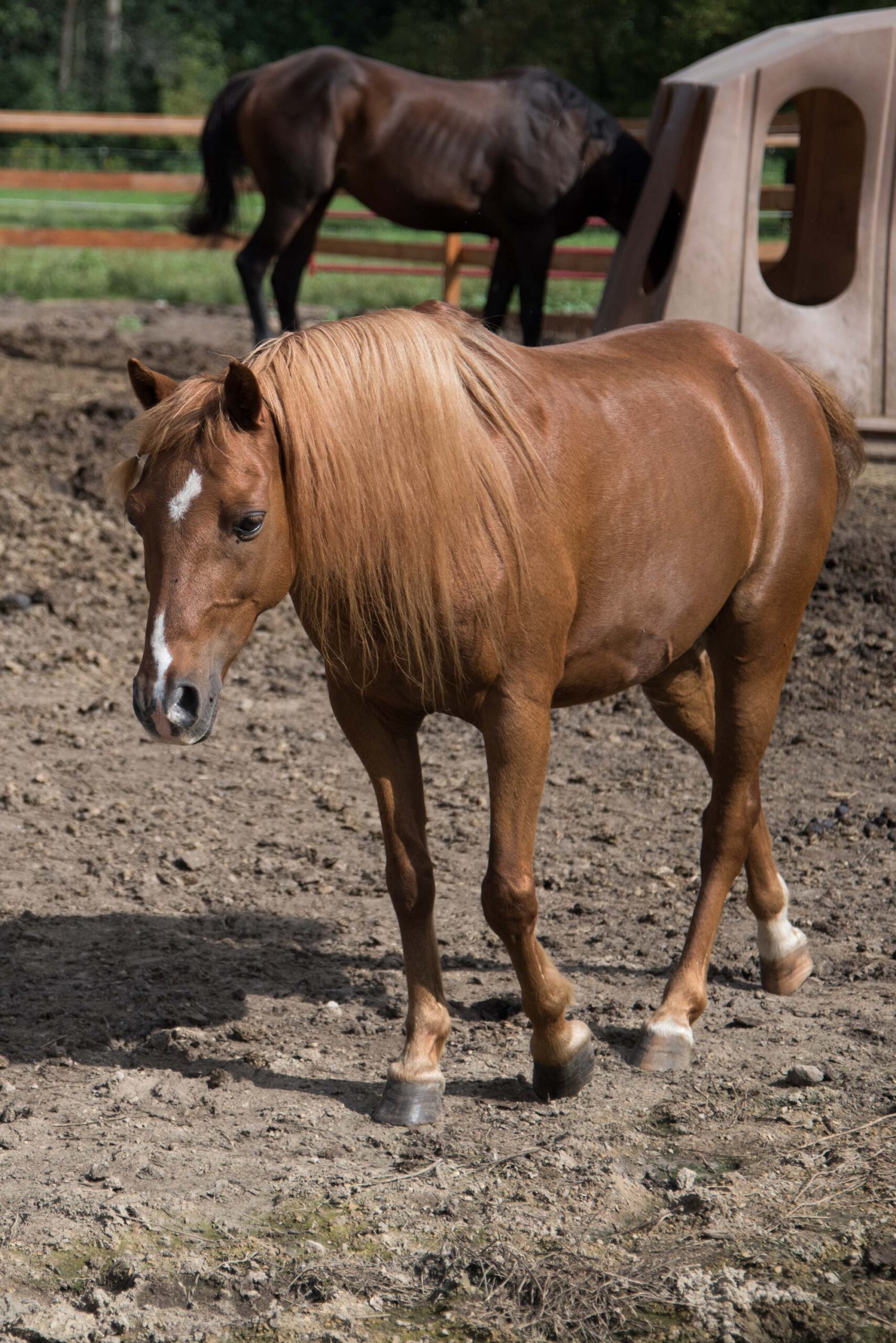 Chestnut Horse with Long Mane and White Star Marking in Outdoor Paddock artist reference photo