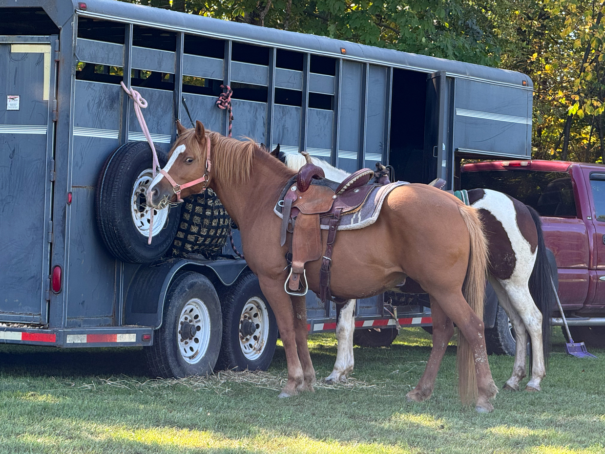 chestnut-horse-with-saddle-tied-to-trailer-standing-beside-black-and-white-paint