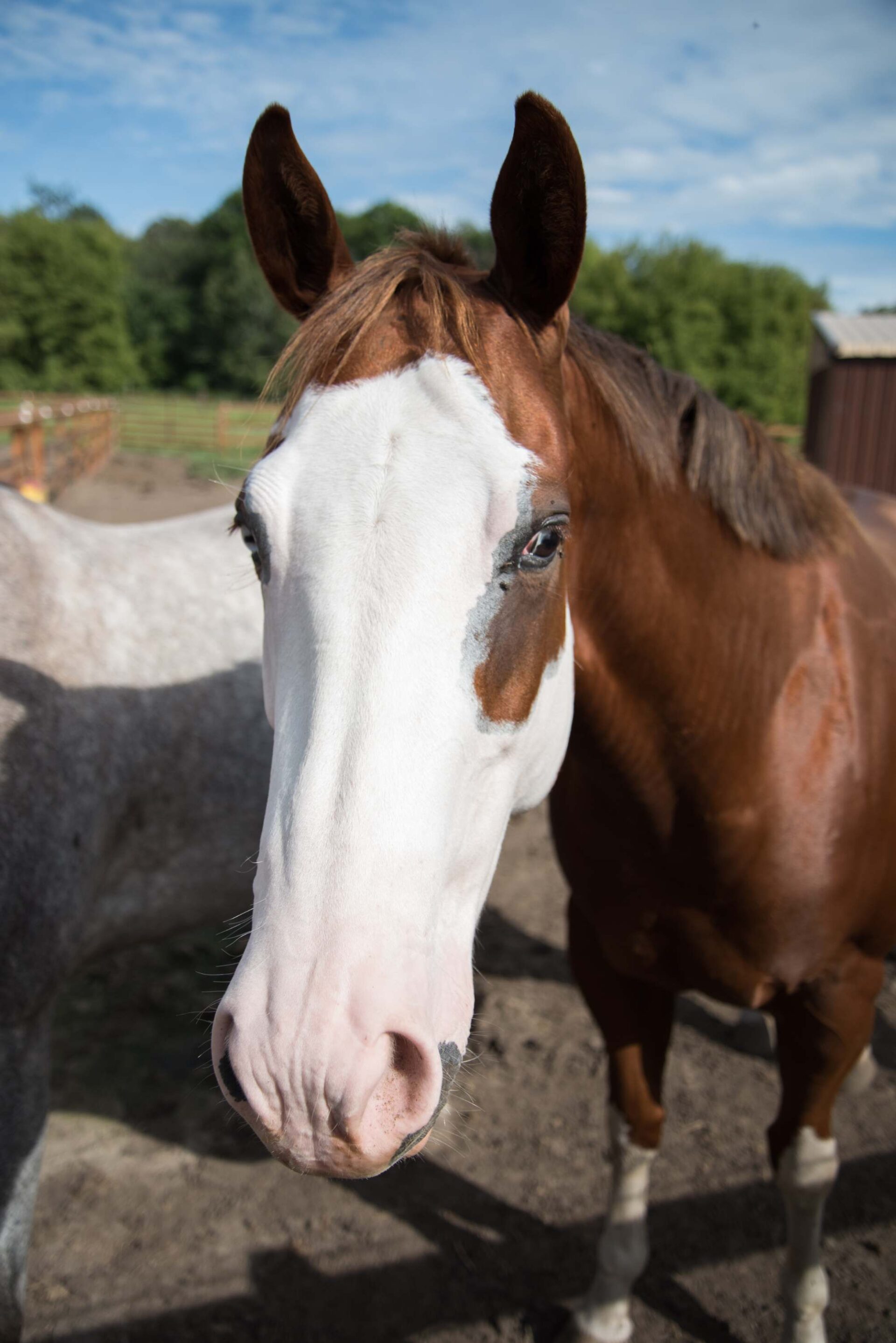 close-up-of-brown-and-white-horse-with-unique-facial-markings-in-paddock