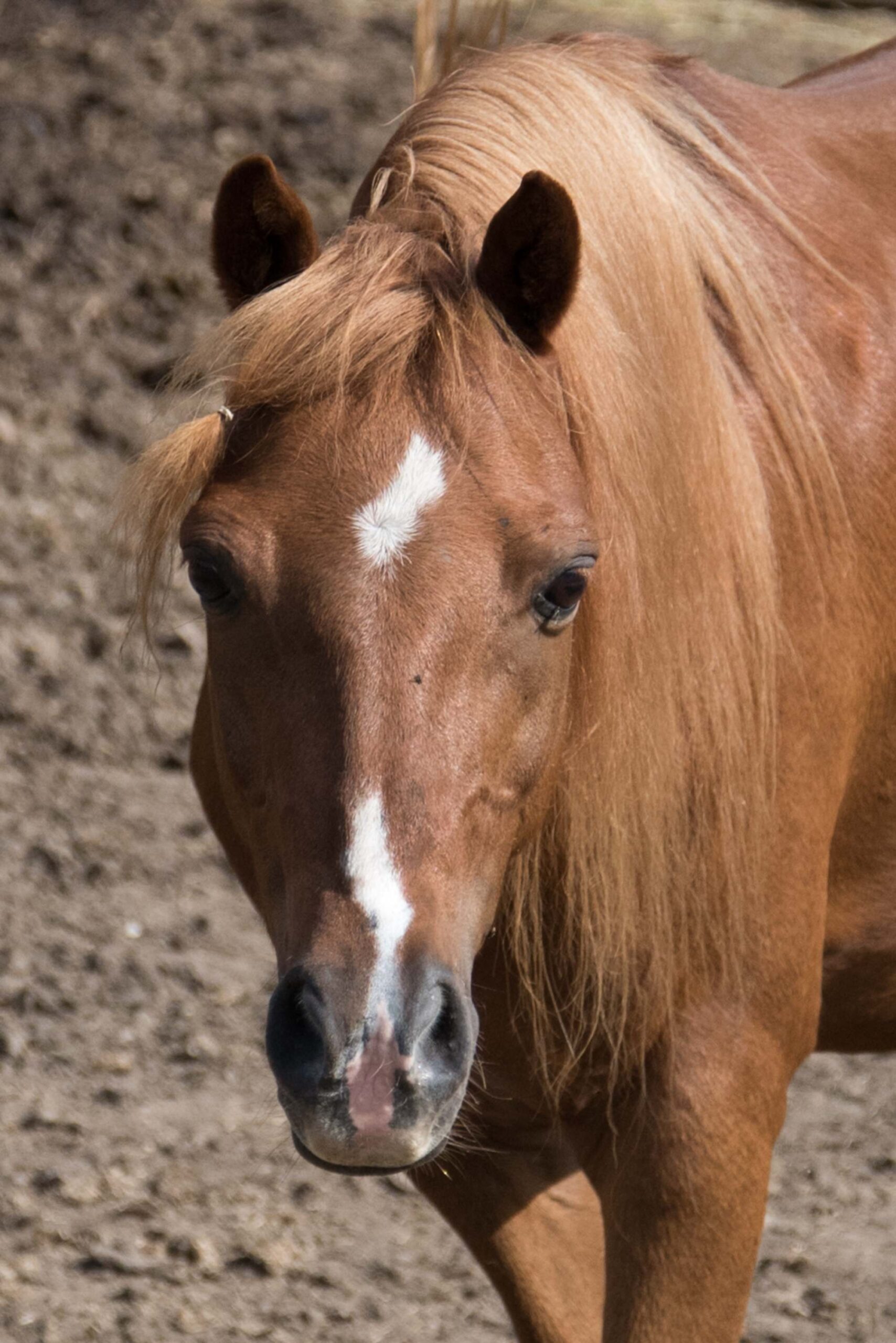 Close-Up of Chestnut Horse with White Star Marking on Forehead artist reference photo