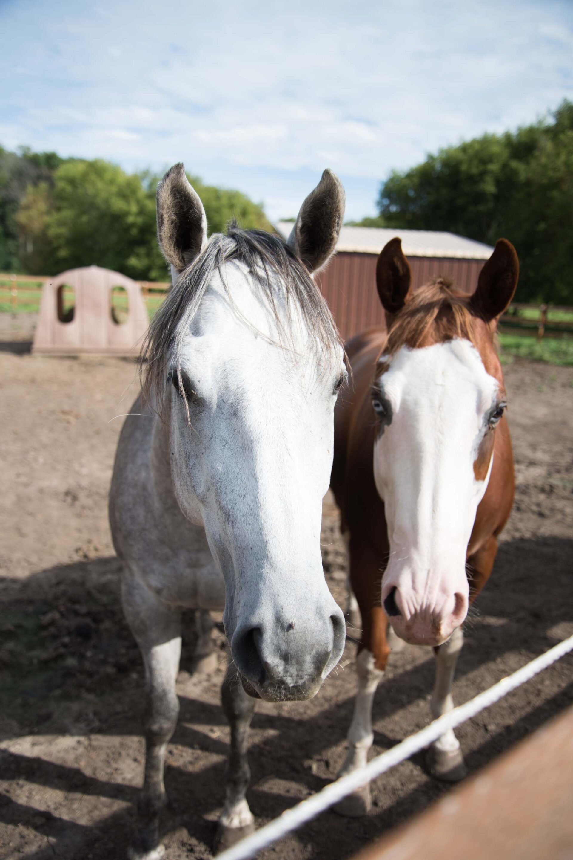 close-up-of-gray-and-brown-horses-looking-at-camera-in-outdoor-paddock