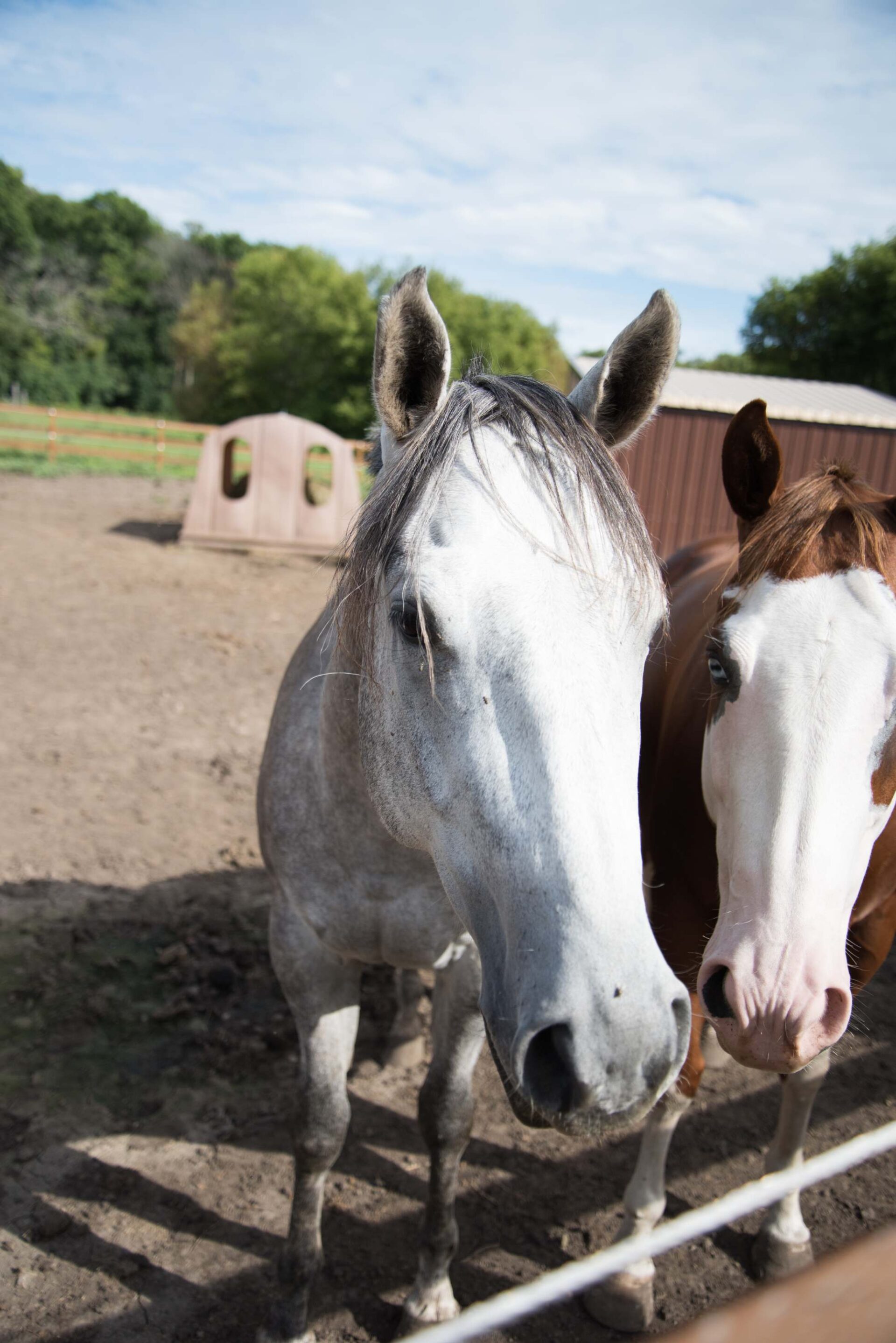 close-up-of-gray-and-brown-horses-standing-side-by-side-in-paddock