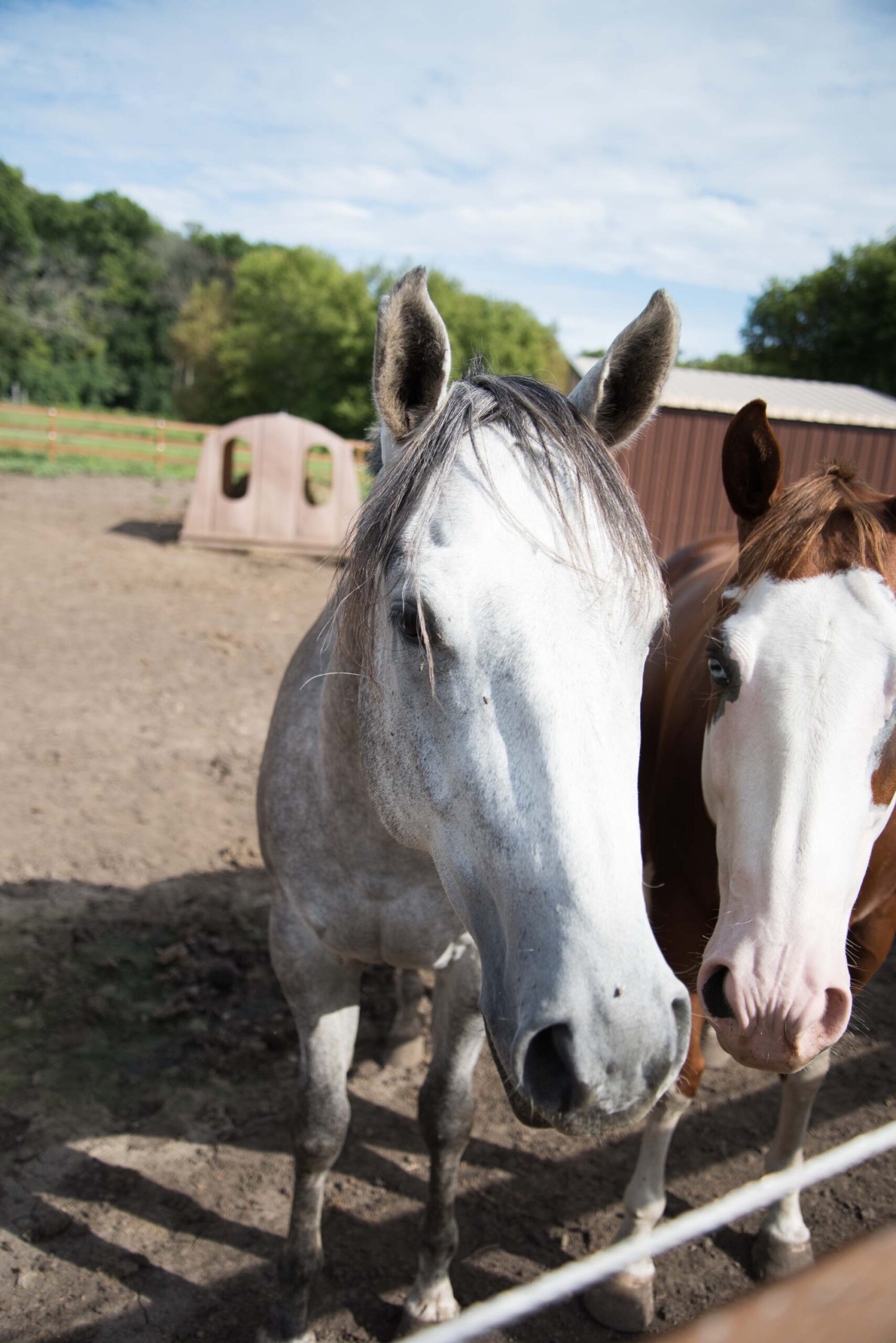 Close-Up of Gray and Brown Horses Standing Side by Side in Paddock artist reference photo
