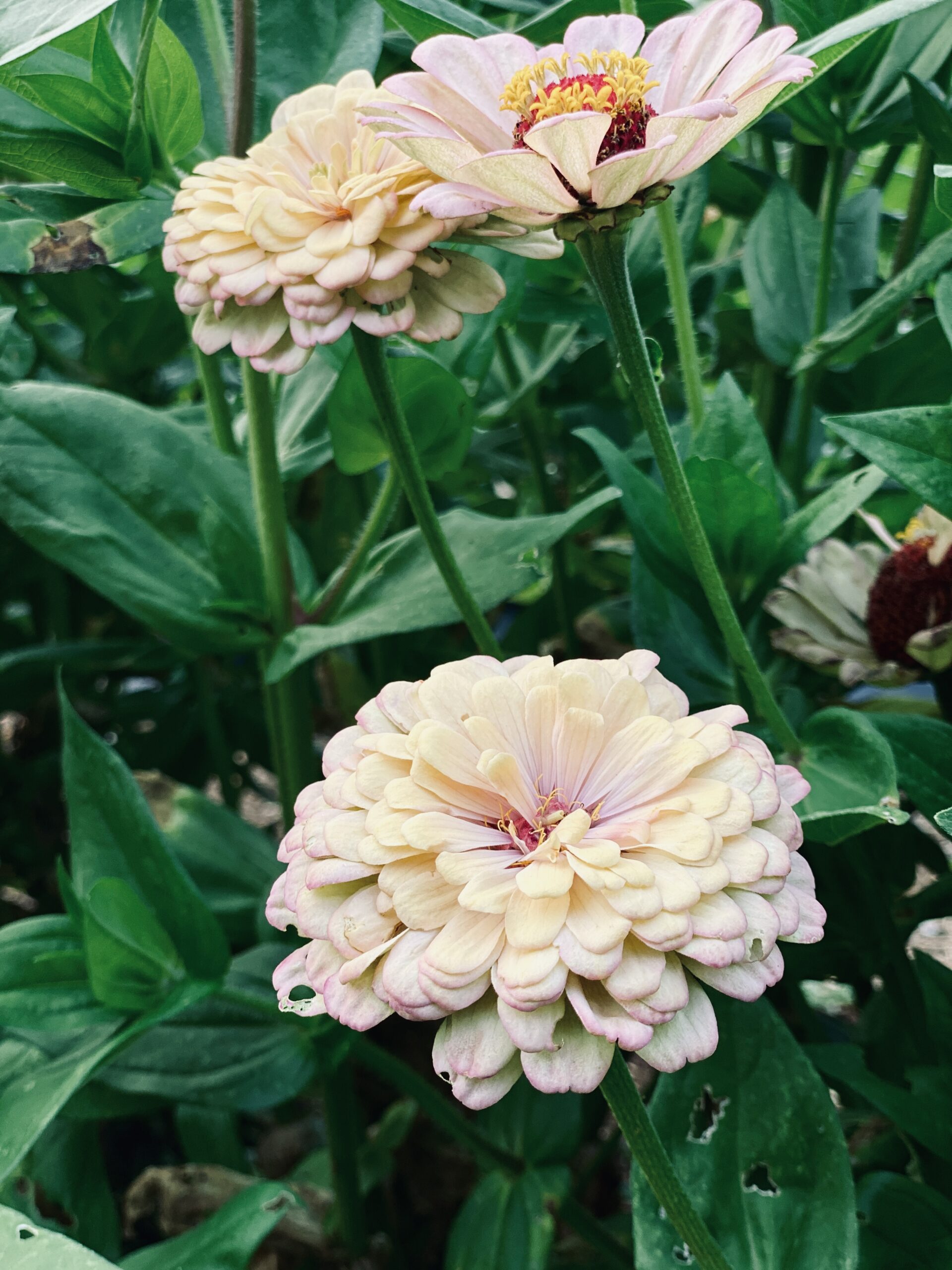 creamy-white-zinnia-flowers-in-garden