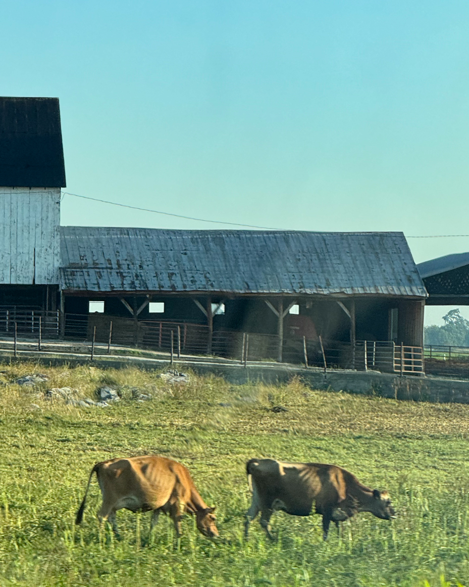 dairy-cows-grazing-near-rustic-barn-morning-farm-scene-with-metal-roof-country-architecture-reference-photo