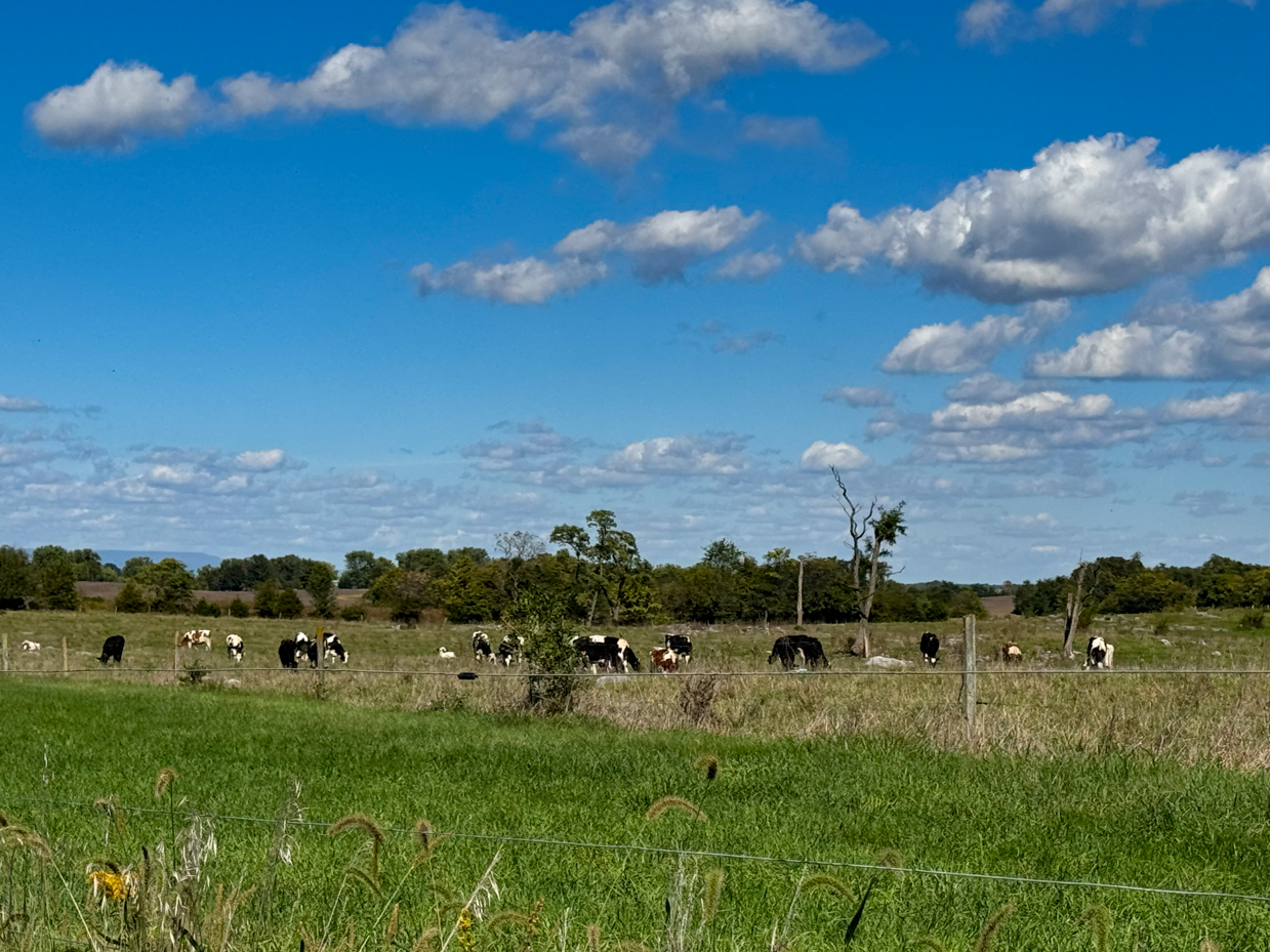 expansive-countryside-landscape-with-grazing-cows-under-clear-blue-sky