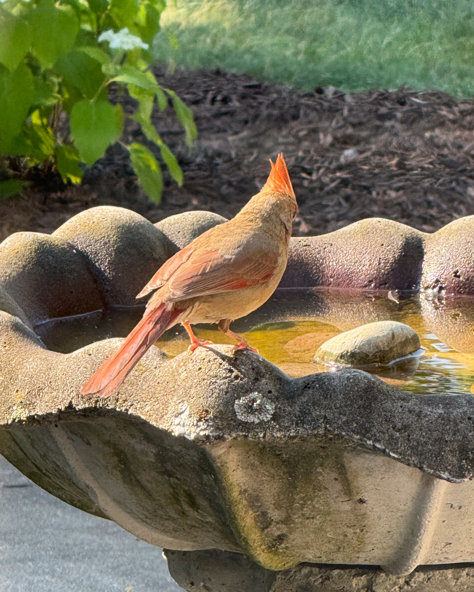 female-cardinal-at-birdbath-sunlit-backyard-scene-royalty-free-reference-photo