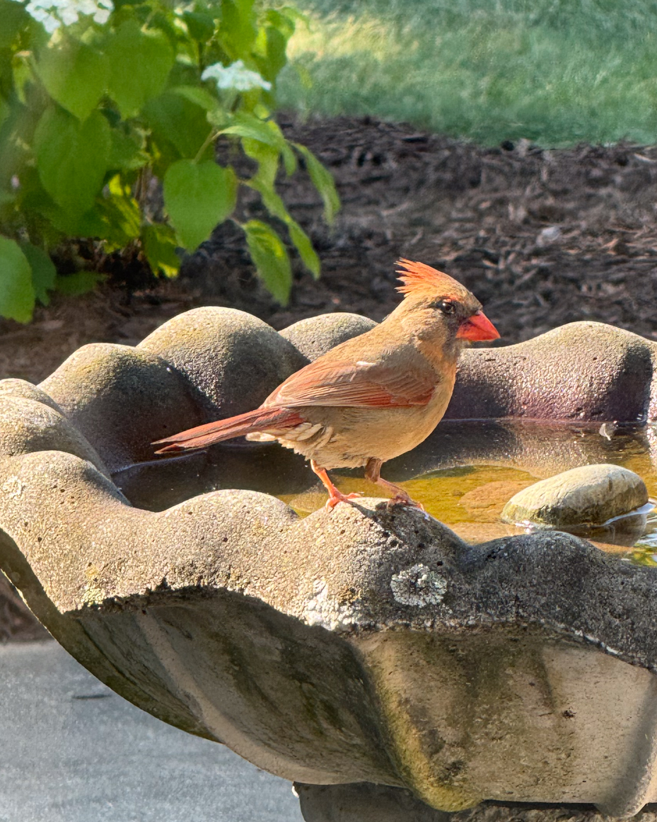 female-cardinal-with-bright-red-crest-perched-on-stone-birdbath-in-morning-sunlight-royalty-free-reference-photo