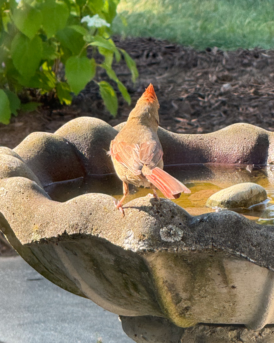 female-cardinal-with-bright-red-tail-feathers-perched-on-stone-birdbath-in-sunny-garden-royalty-free-reference-photo