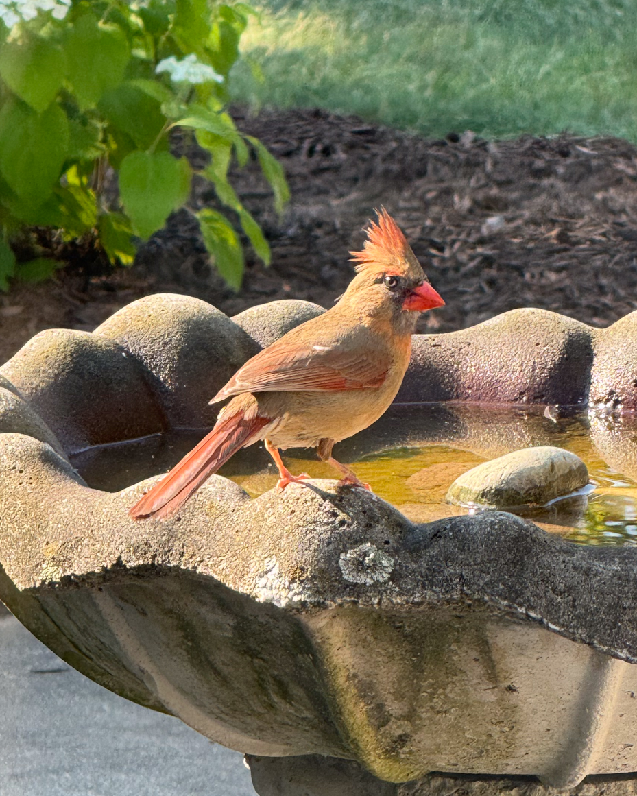 female-cardinal-with-raised-red-crest-perched-on-stone-birdbath-in-sunlit-backyard-royalty-free-reference-photo