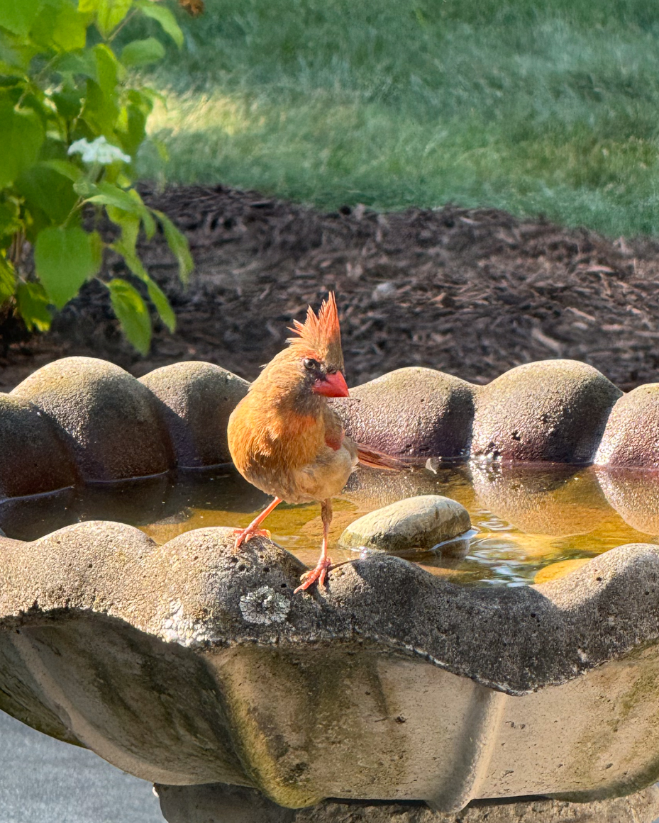 female-northern-cardinal-perched-on-stone-birdbath-in-sunlit-garden-royalty-free-reference-photo