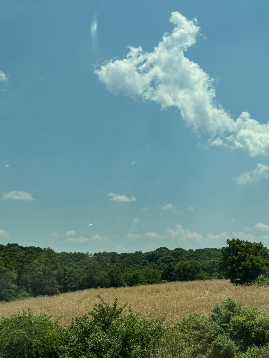 golden-field-and-green-trees-under-clear-blue-sky-with-fluffy-clouds-scenic-rural-landscape-royalty-free-reference-photo