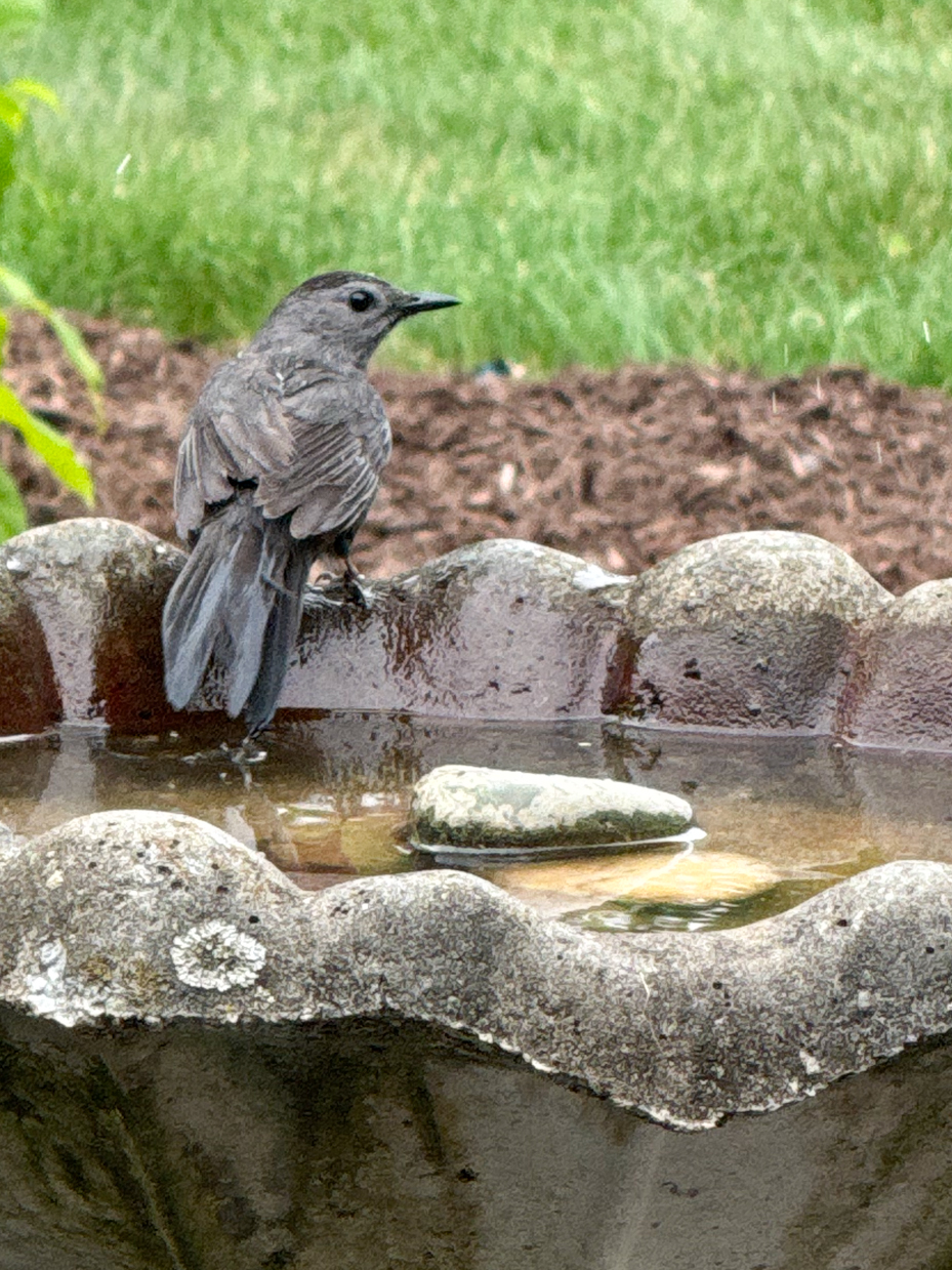 gray-catbird-perched-on-concrete-birdbath-edge-backyard-wildlife-photography-royalty-free-reference-photo