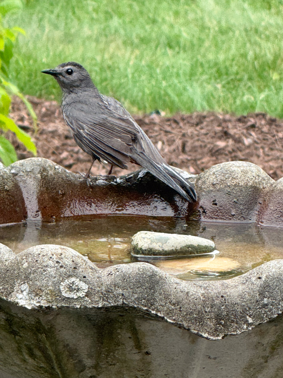 gray-catbird-perched-on-concrete-birdbath-edge-garden-wildlife-close-up-photography-royalty-free-reference-photo