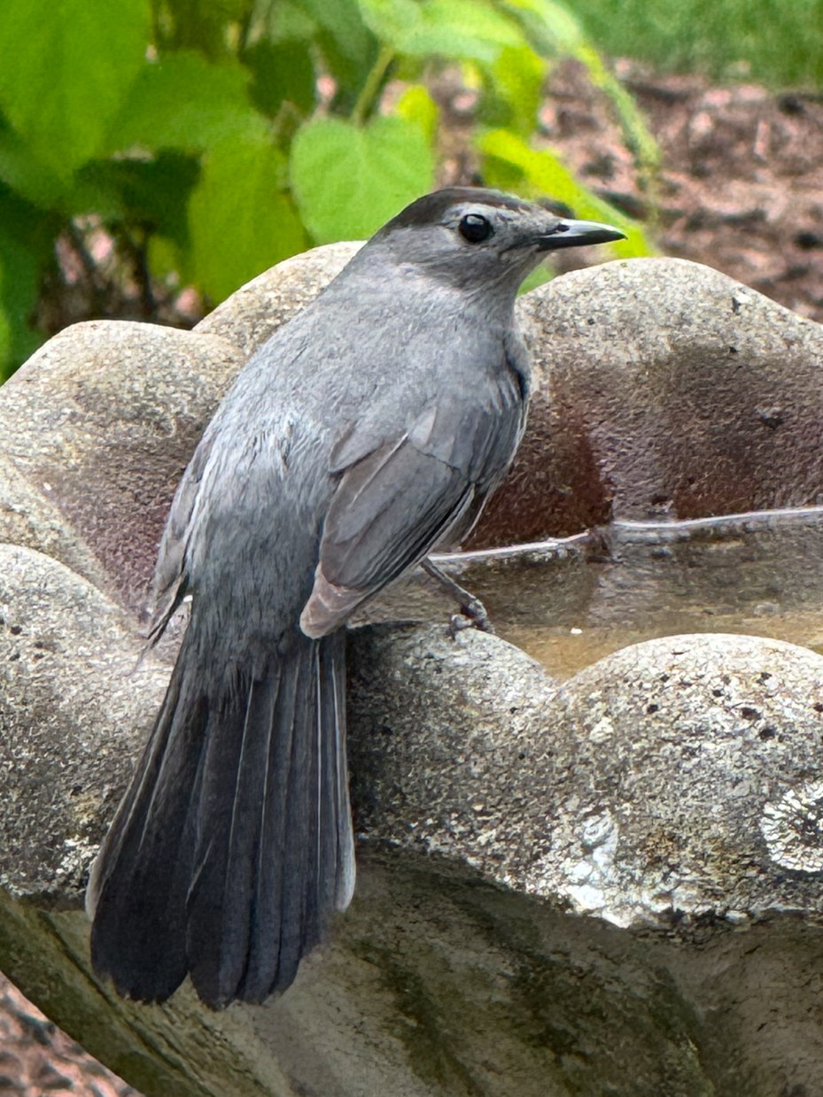 gray-catbird-perched-on-stone-birdbath-garden-wildlife