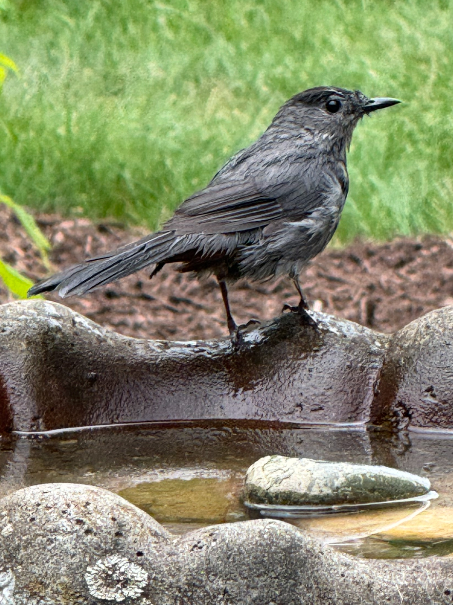 gray-catbird-perched-on-wet-stone-birdbath-garden-wildlife