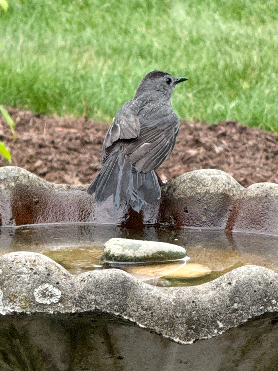 gray-catbird-splashing-water-backyard-stone-birdbath-garden-wildlife-photography-royalty-free-reference-photo