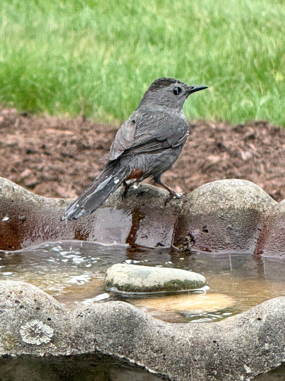 gray-catbird-on-mossy-birdbath-edge-backyard-bird-photography-royalty-free-reference-photo-for-artists