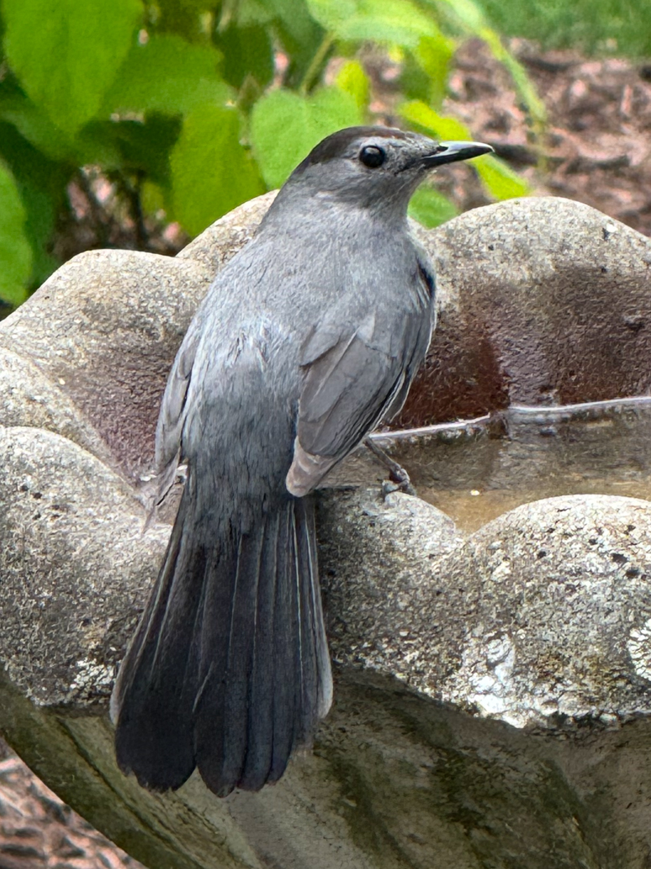 gray-catbird-on-stone-birdbath-closeup-portrait