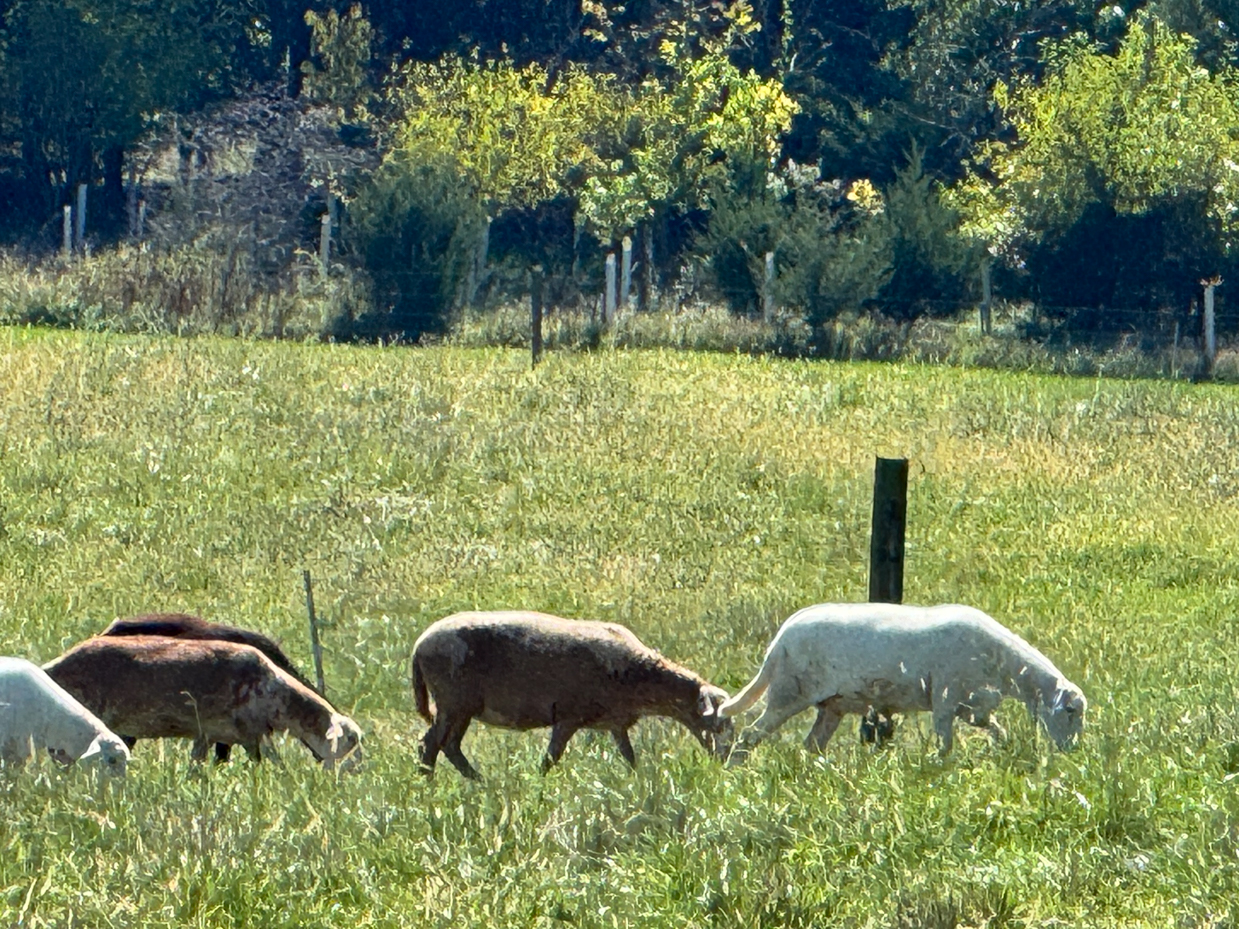 grazing-sheep-in-green-pasture-with-trees-and-fencing-in-background