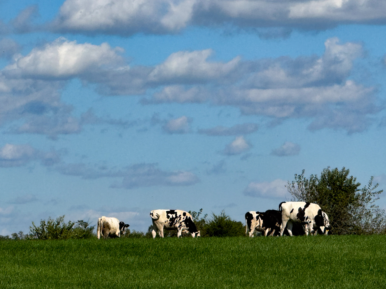 group-of-holstein-cows-grazing-on-green-hilltop-under-blue-sky-with-puffy-clouds