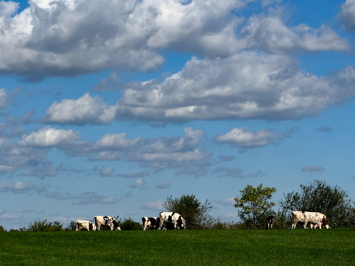 herd-of-holstein-cows-grazing-on-green-hilltop-with-expansive-blue-sky-and-fluffy-clouds