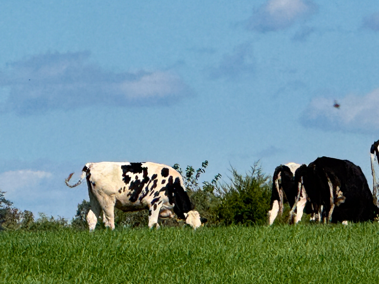 holstein-cow-grazing-in-lush-green-field-with-clear-blue-sky