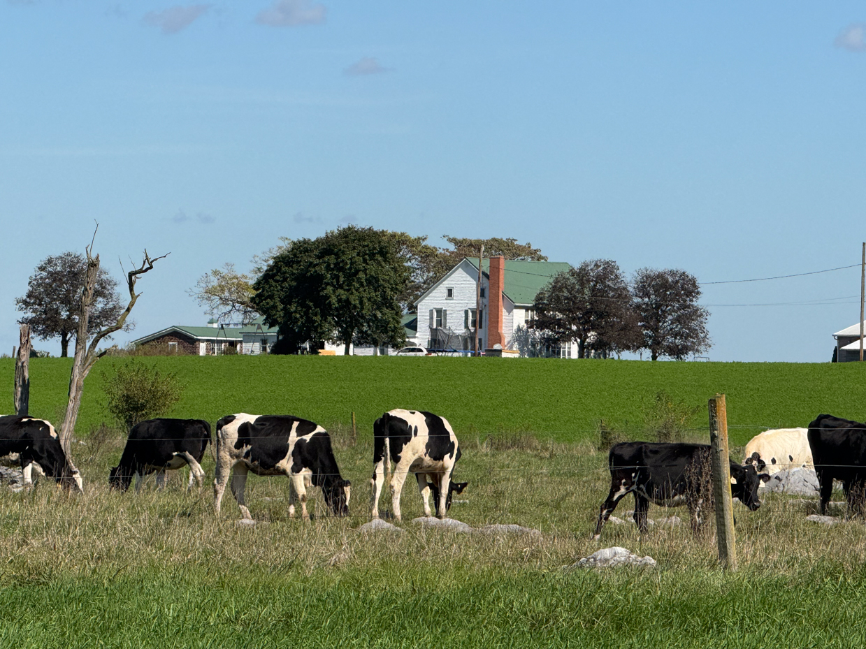 holstein-cows-grazing-near-farmhouse-and-green-pasture