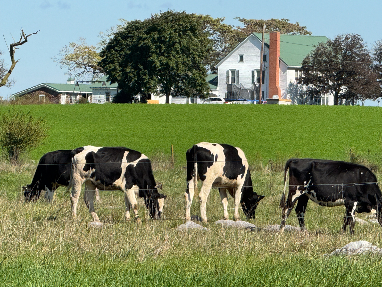 holstein-cows-grazing-by-farmhouse