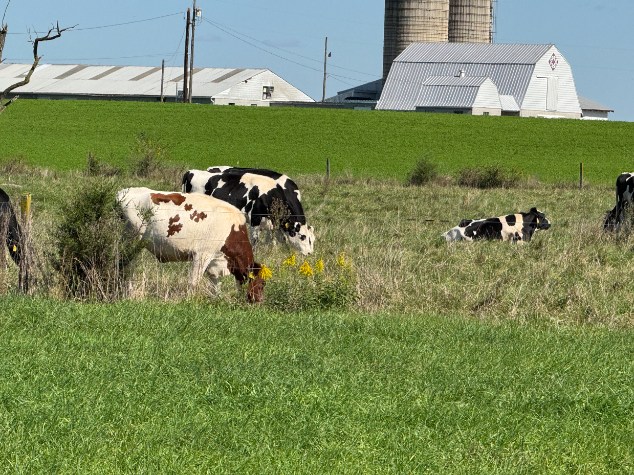 holstein-cows-grazing-in-farm-pasture-with-barn-and-silos-in-the-background