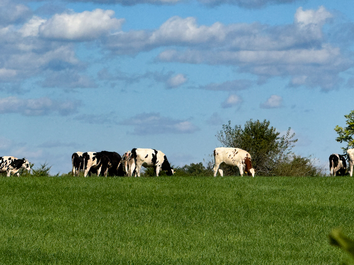 holstein-cows-grazing-in-open-green-field-under-expansive-blue-sky-with-fluffy-clouds