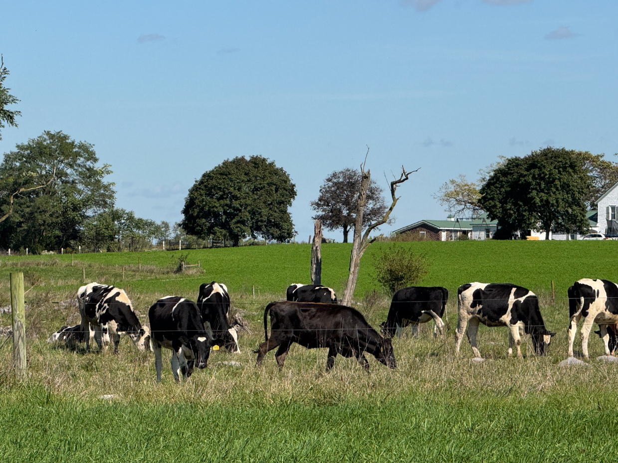 holstein-cows-grazing-in-pasture-with-farmhouse-and-trees-in-background