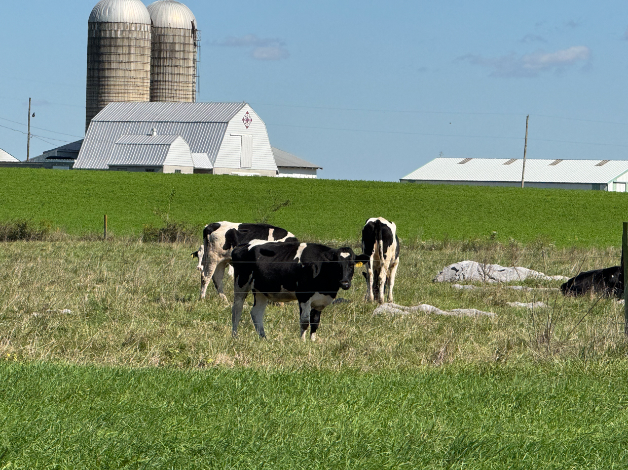 holstein-cows-grazing-in-pasture-with-silos-and-farm-buildings-in-background