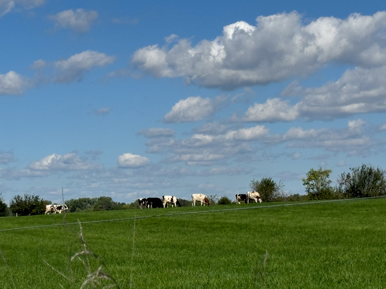 holstein-cows-grazing-in-wide-open-green-field-with-expansive-blue-sky-and-fluffy-white-clouds