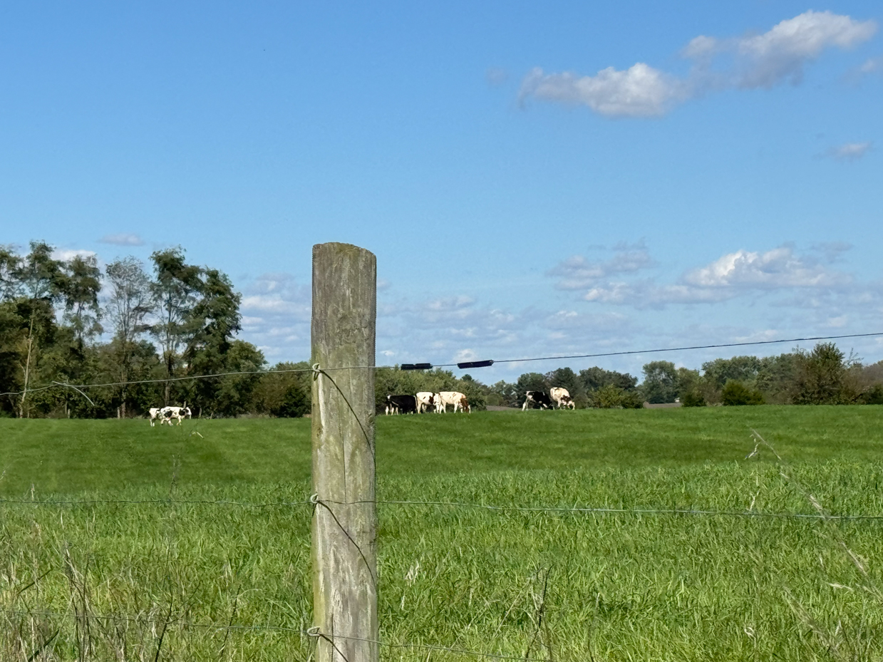 holstein-cows-grazing-in-a-distant-green-pasture-behind-wooden-fence-post-under-clear-blue-sky