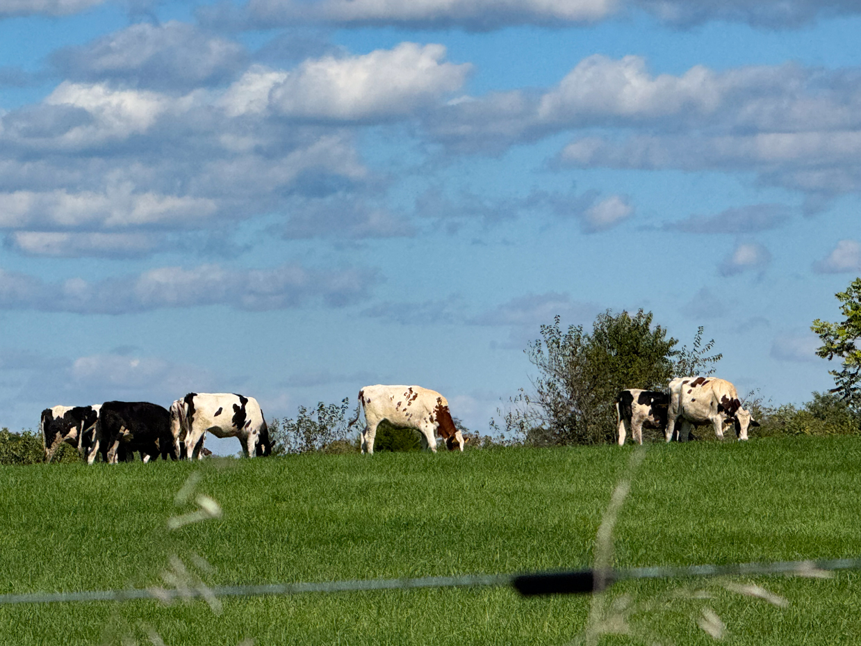 holstein-cows-grazing-in-a-green-pasture-with-blue-sky-and-soft-clouds-in-the-background