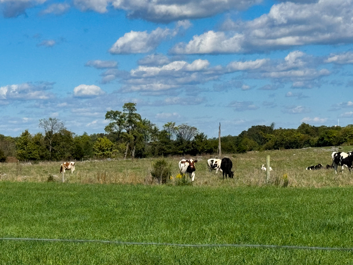 holstein-cows-grazing-in-a-lush-field