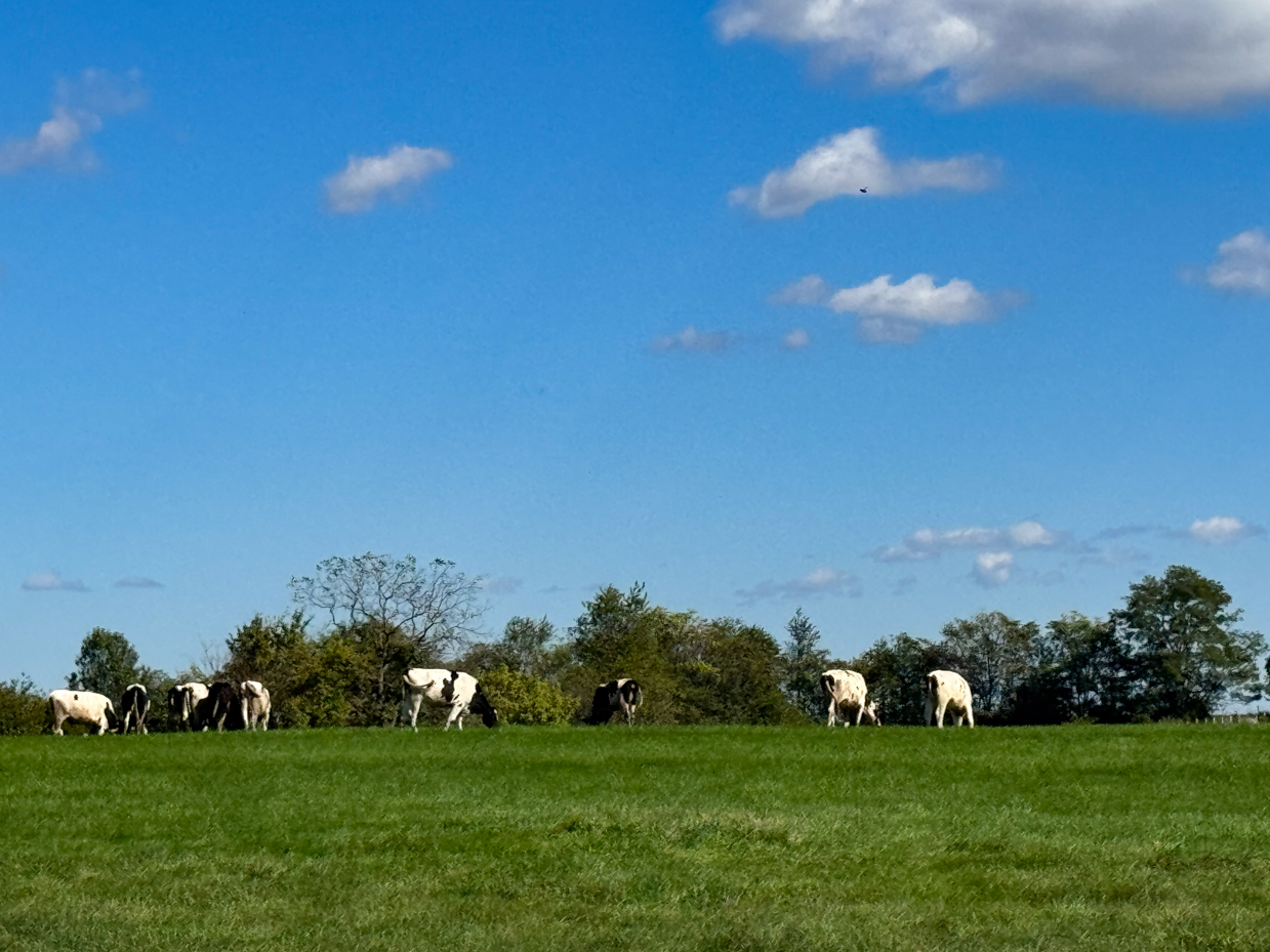 holstein-cows-grazing-on-expansive-green-hill-under-clear-blue-sky-with-scattered-clouds