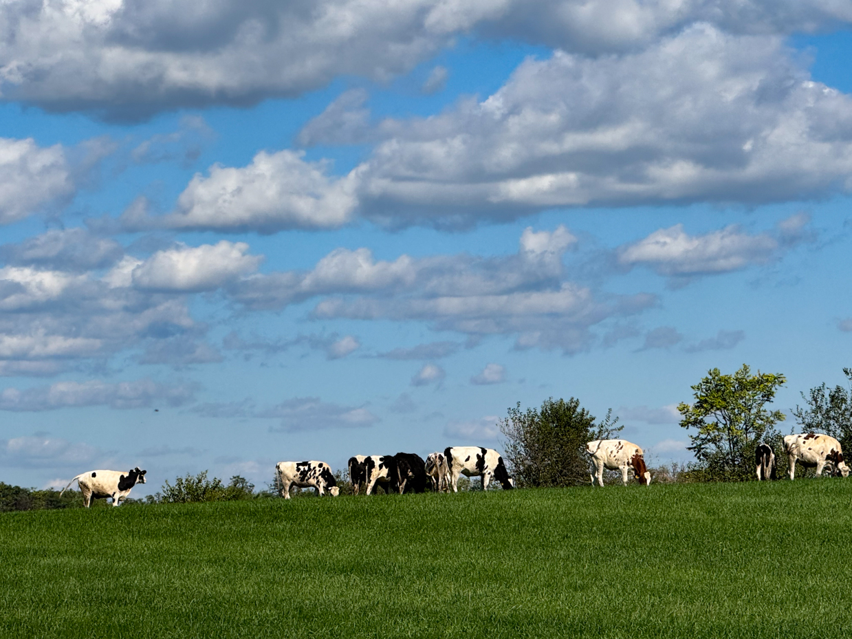 holstein-cows-grazing-on-green-hilltop-under-vibrant-blue-sky-with-puffy-white-clouds