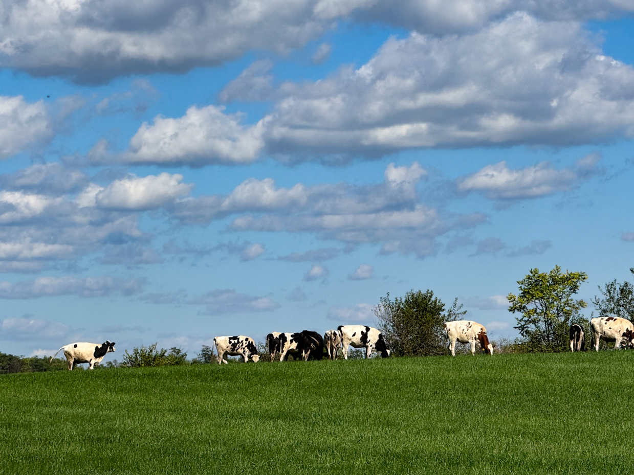 holstein-cows-grazing-on-green-hilltop-with-expansive-blue-sky-and-fluffy-white-clouds