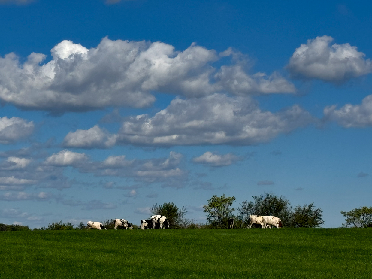 holstein-cows-grazing-on-a-green-hilltop-with-majestic-blue-sky-and-large-fluffy-clouds