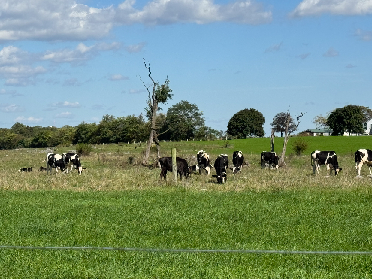 holstein-and-jersey-cows-grazing-on-a-sunny-day-in-a-rolling-green-pasture