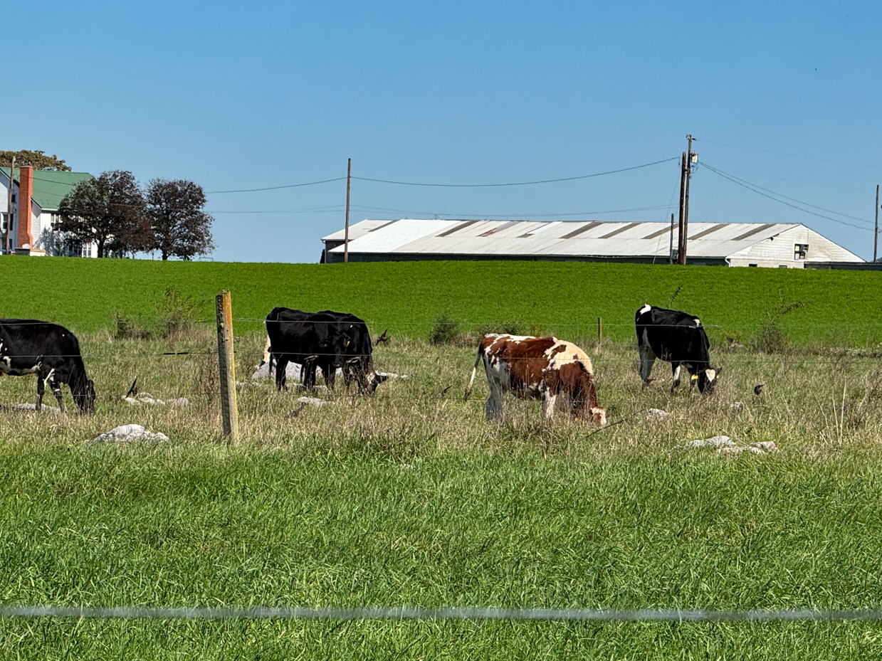 holstein-and-jersey-cows-grazing-in-a-green-pasture-bordered-by-a-fence-with-a-farm-building-and-fields-in-the-background-under-a-clear-blue-sky-the-cows-are-dispersed-and-enjoying-the-grassy-field