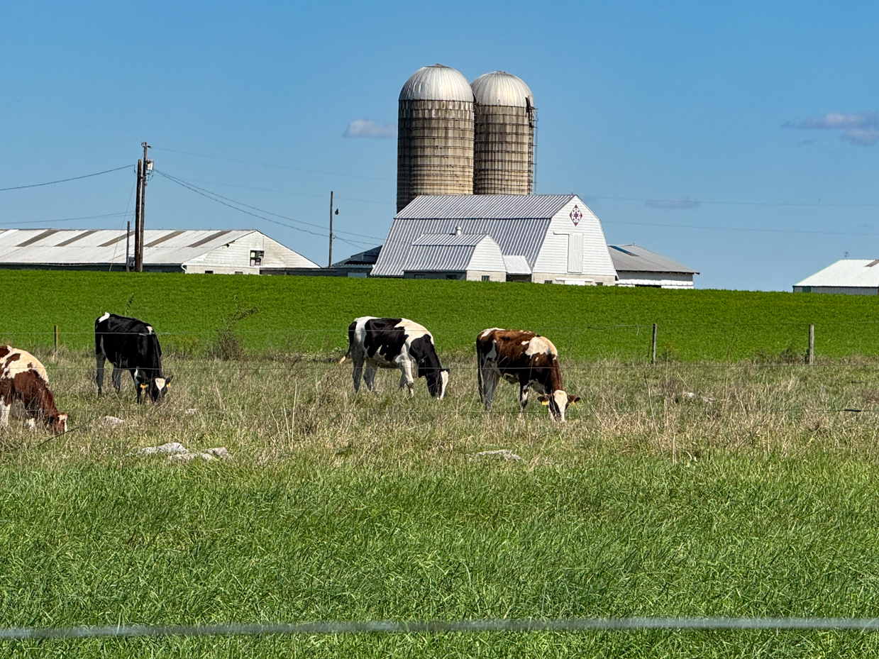 holstein-and-jersey-cows-grazing-in-a-green-pasture-near-a-farm-with-large-silos-and-agricultural-buildings-in-the-background-on-a-sunny-day