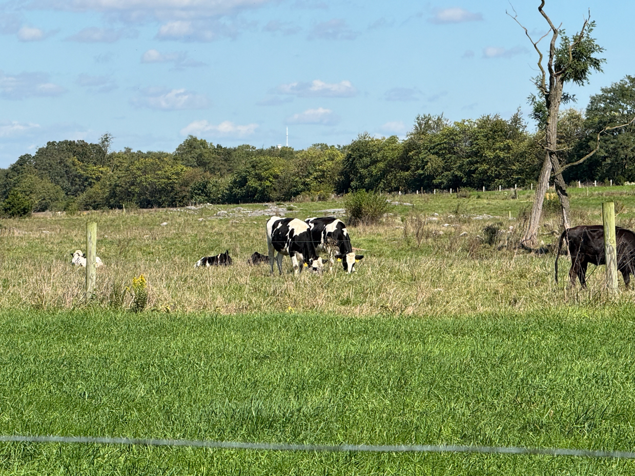 holstein-and-jersey-cows-grazing-in-a-spacious-pasture-with-green-grass-and-a-background-of-trees-on-a-clear-sunny-day