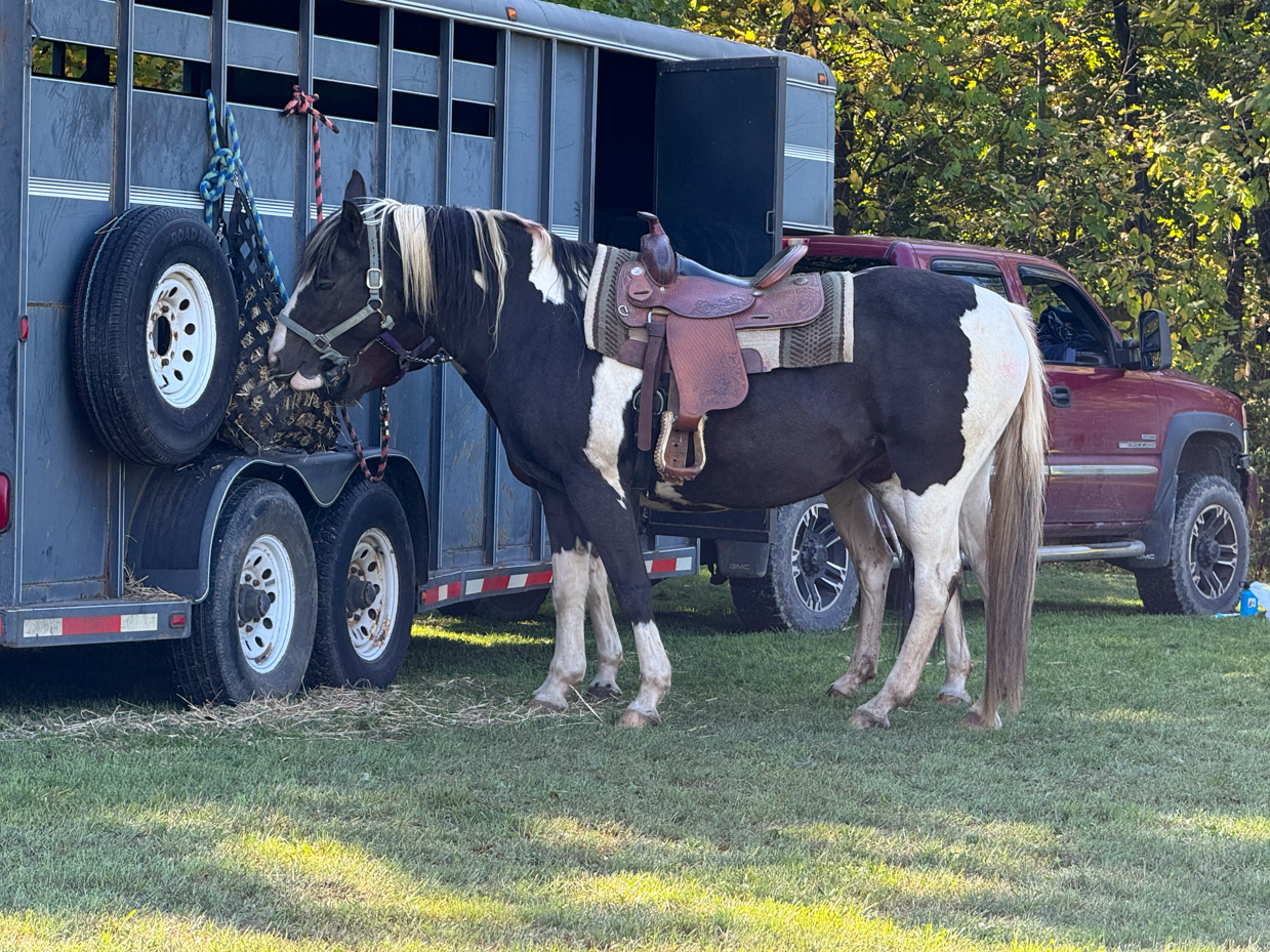 horse-with-saddle-resting-by-trailer-with-pickup-truck-nearby