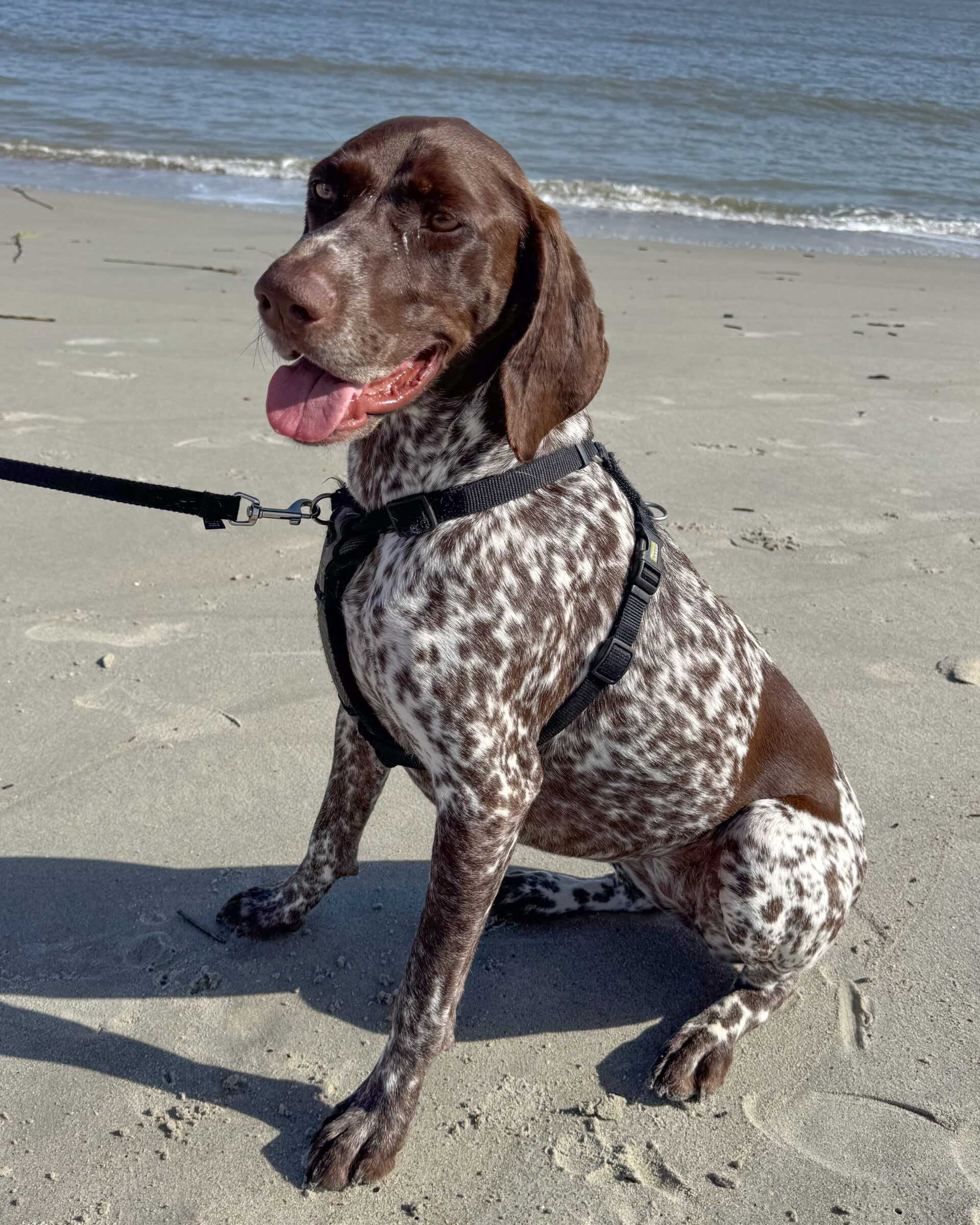 german-shorthaired-pointer-dog-beach