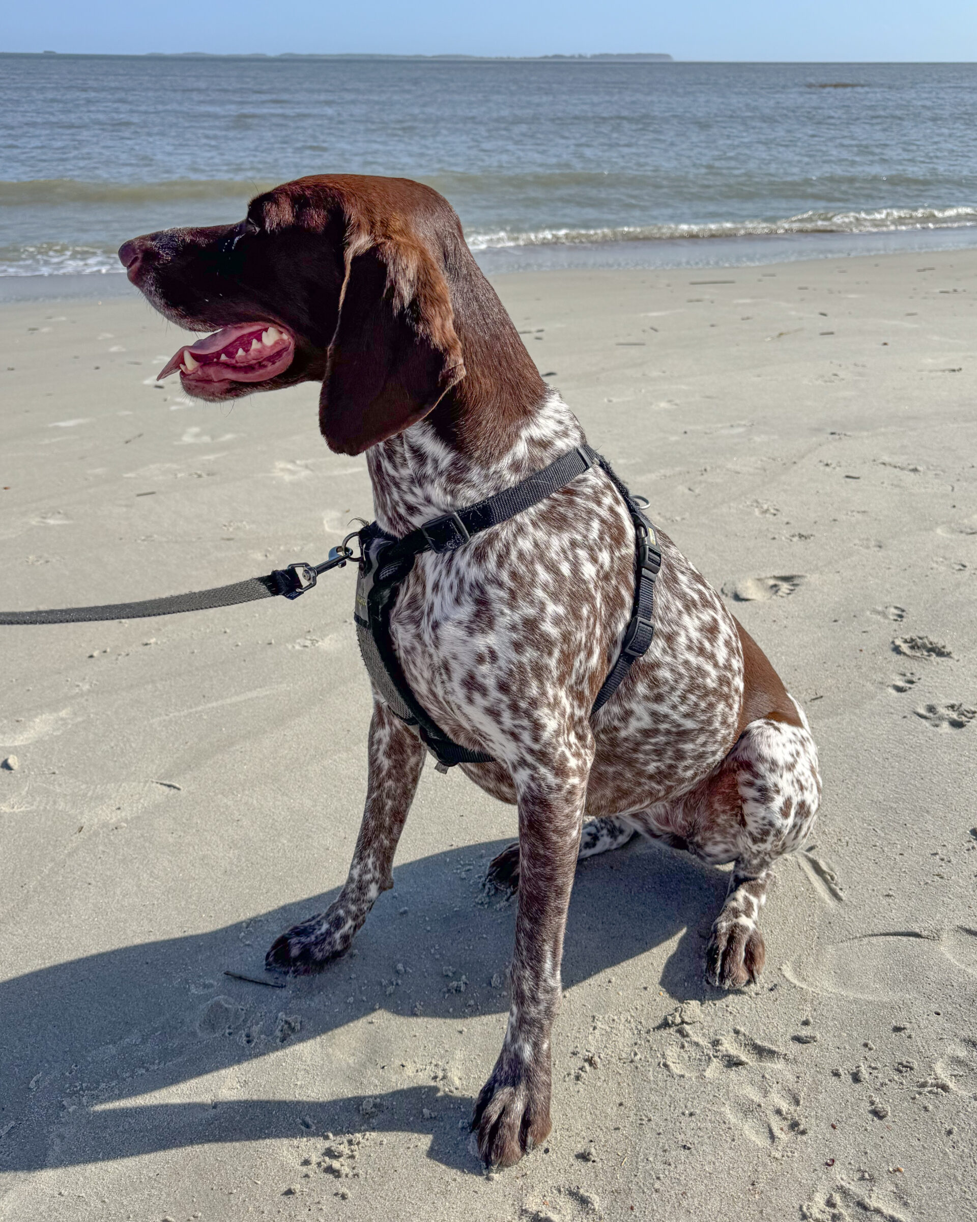 german-shorthaired-pointer-dog-beach-2