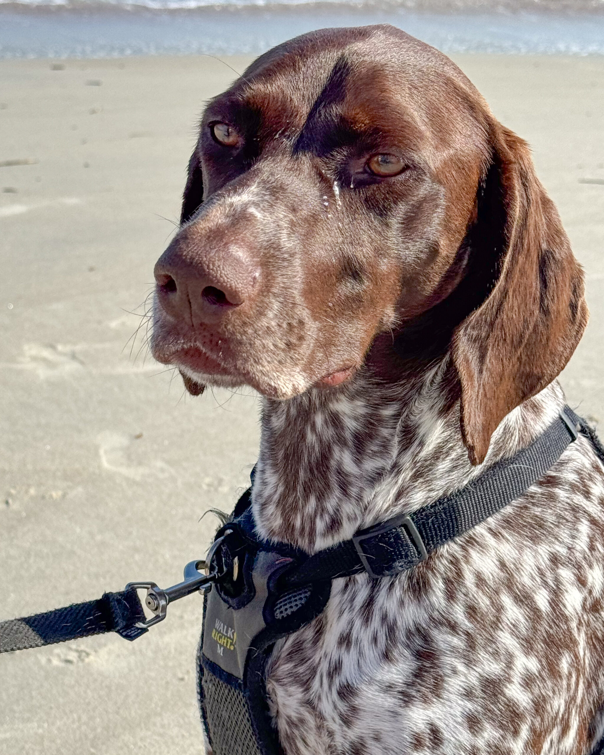 German Shorthaired Pointer, dog, beach 3 artist reference photo